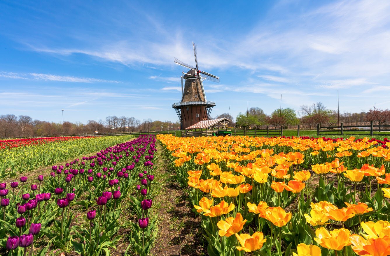 Tulip Time Festival 